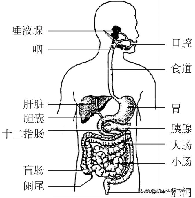 中考生物复习要点速记（人教版）第四单元生物圈中的人