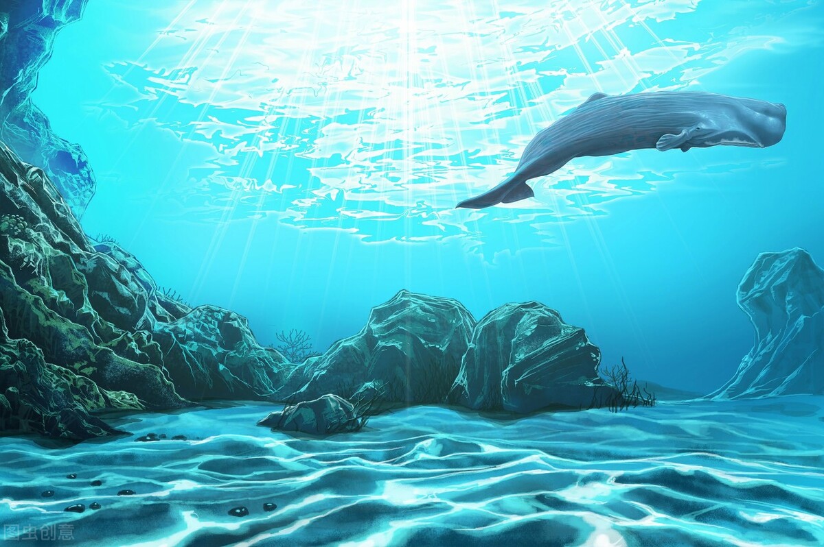 虾米眼里的自由，乌龟内心的美好，离鲸的世界差了一座海洋