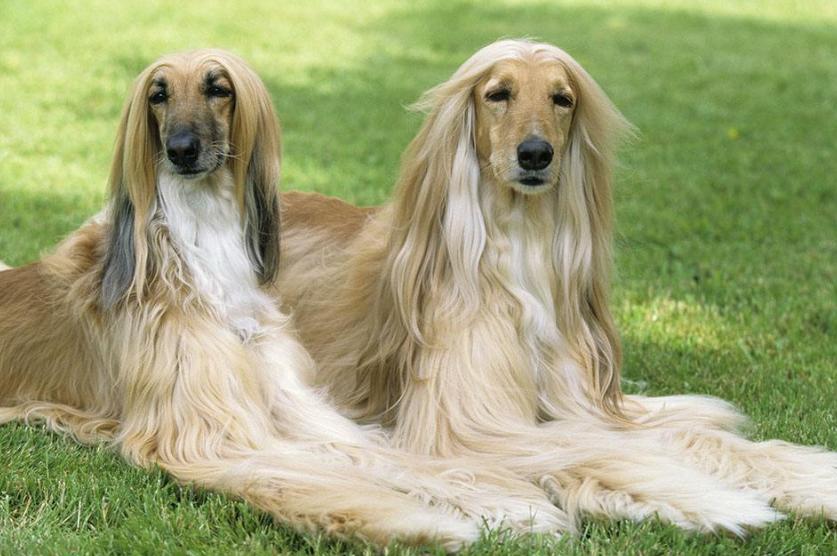 最优雅的狗阿富汗猎犬,阿富汗猎犬各种造型