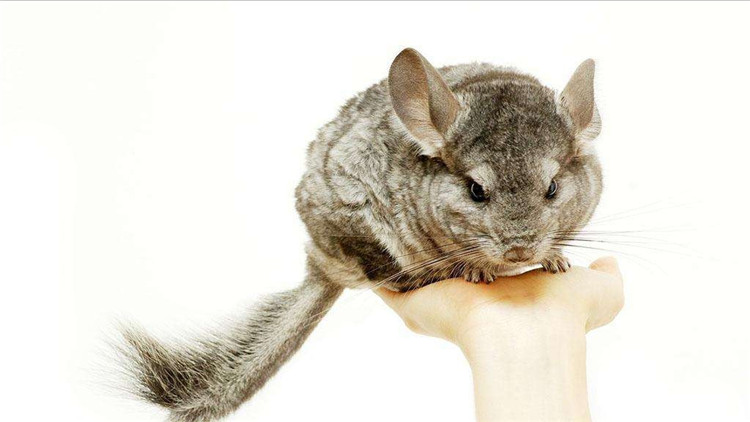 龙猫咬笼,龙猫抓耗子是真的吗