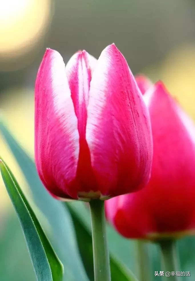 6月到了，送你6花6蝶6鸟6景6曲6诗，这月顺顺利利。