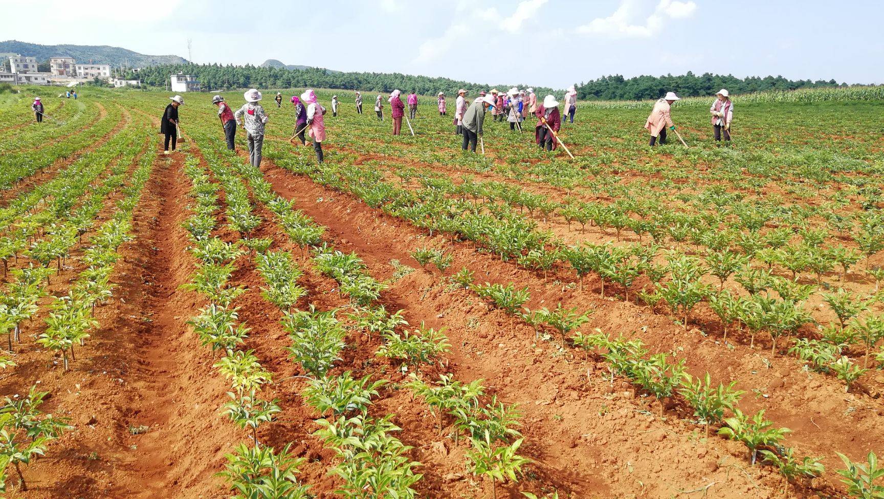 种植魔芋前景如何,一袋魔芋种子种植当年产量有多少