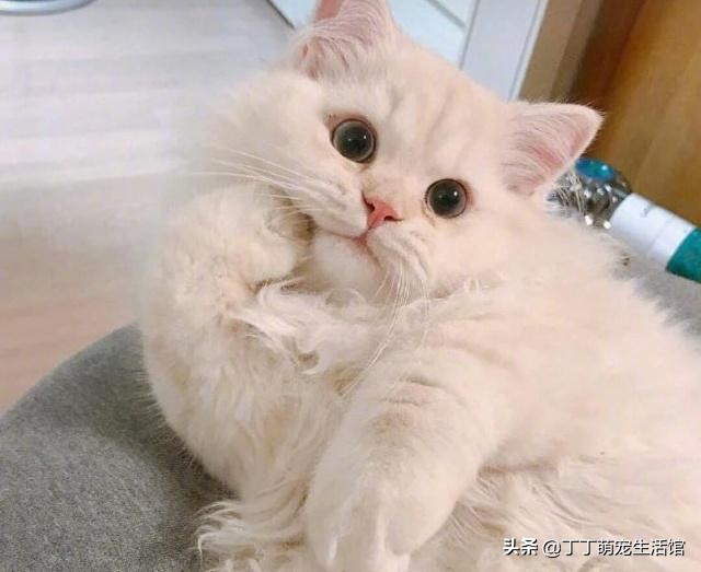 为啥现在宠物猫很多人不养,为什么现在的猫大部分不抓老鼠