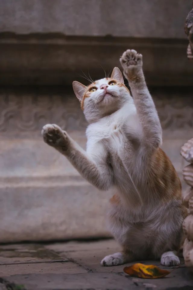 连用90天，拍摄近千G。EOSR5发布三个月后的使用报告