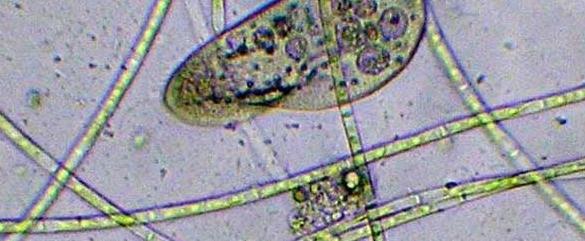 怎么搞电脑自带放大镜,电脑可以固定的放大镜