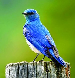 上帝和知更鸟,知更鸟为什么叫上帝之鸟