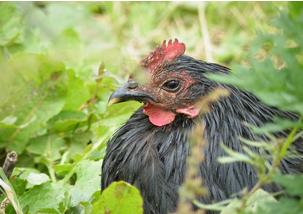 小伙搞蛋鸡养殖走上致富路,蛋鸡养殖致富商机