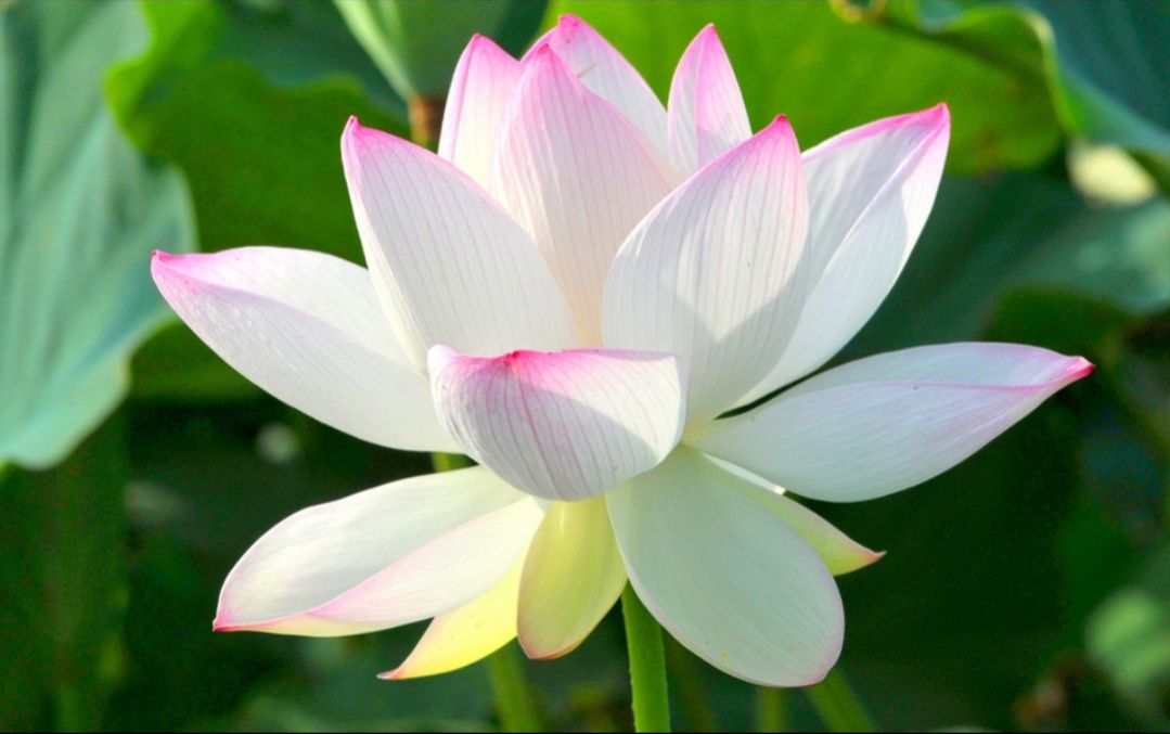 曹县花白鲢,曹县秦淮河