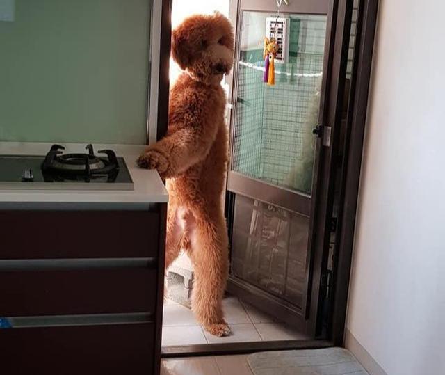 巨型贵宾犬为什么不建议养,巨型贵宾犬怎么养比较好科普一点