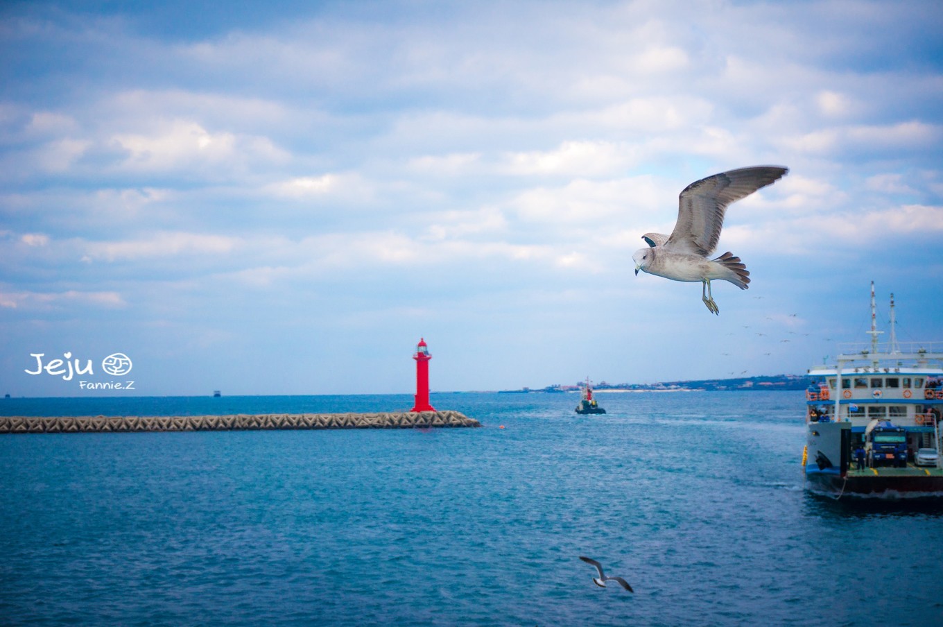 #嗨buy新罗#冬日，济州岛！想大声说遇见你有多幸运