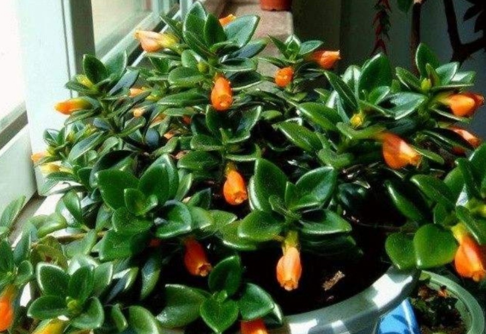 金鱼吊兰怎么养才会开花最快,室外盆栽四季开花好养活的吊兰花