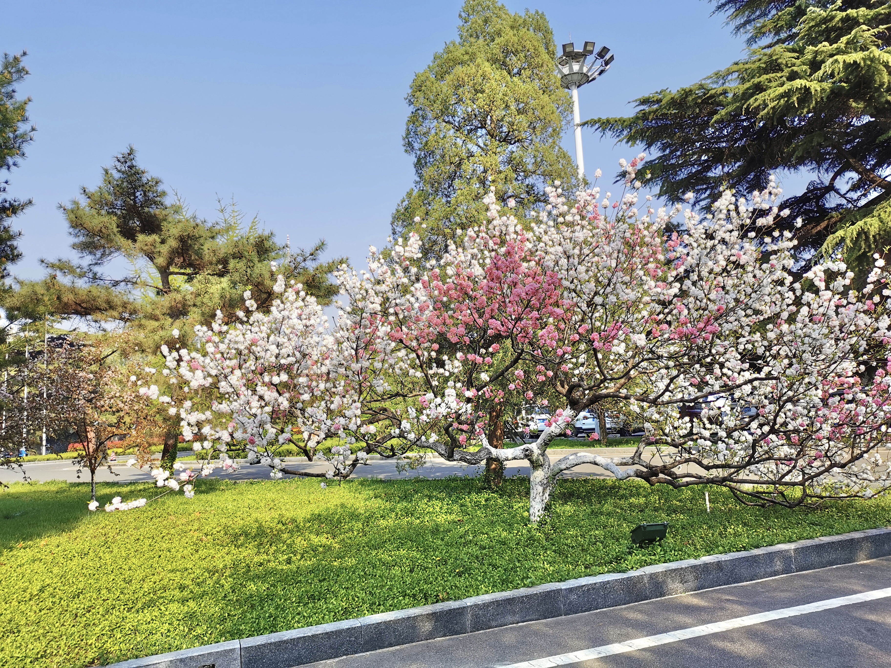 南郊美美,南郊宾馆的风景