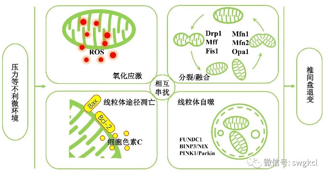线粒体功能障碍是什么意思,线粒体功能障碍能恢复正常吗