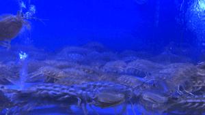 既然年终聚餐躲不掉，那就盘它啊！