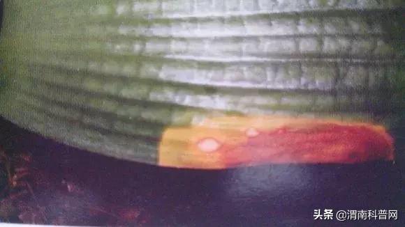 妞嶇墿鍡栧棖闀跨垎鐩嗕笉榛勫彾,鍏绘鐗╀竴涓槦鏈熶笉姝荤殑绉樻柟