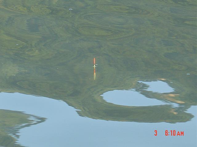 钓鱼初学,钓鱼初学教程