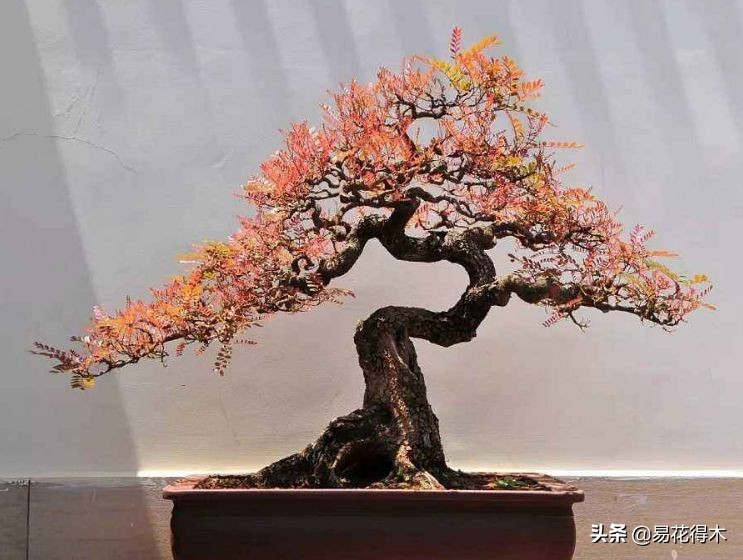 清香木盆景黄叶掉叶是什么原因,清香木黄叶掉叶如何处理