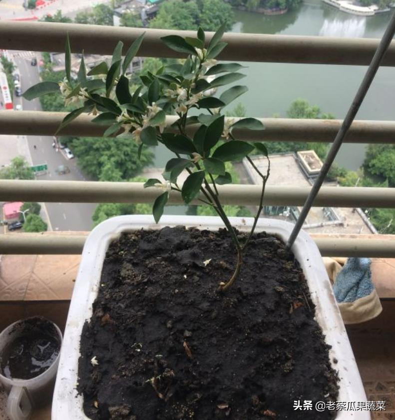 阳台种菜有小蚊子小虫子怎么办,种菜土有小虫