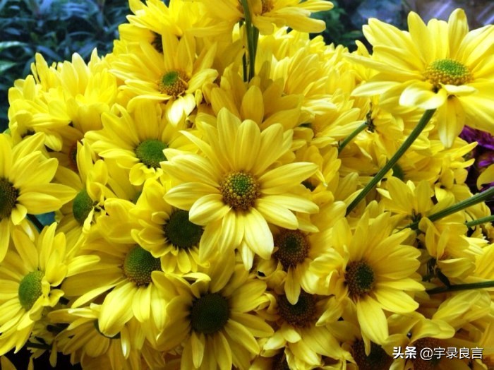 最新早安励志语录句句激励人心,励志阳光正能量文案早安