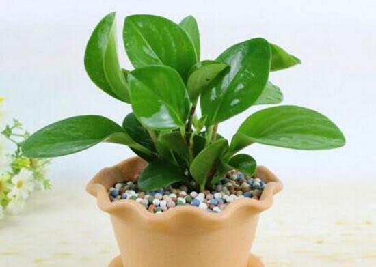 碧玉怎么养才正确,碧玉的养殖方法和注意事项
