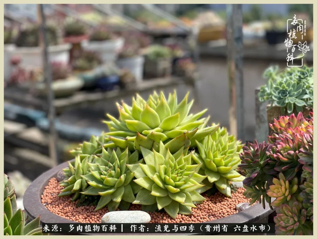 国庆假期你快乐吗?来,凉都美肉与你相伴一一小乌木的霸气东云