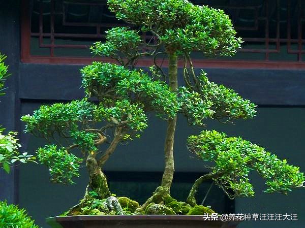 黄杨树耐热耐寒吗,珍珠黄杨的盆景造型