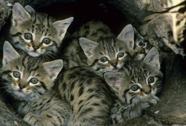 为什么要打完疫苗才能给宠物绝育,为什么这么多人都想给宠物做绝育