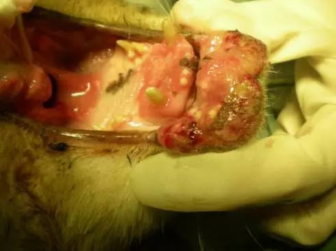 关于EGC身为铲屎官的你知多少?各种皮肤病都可能是EGC!