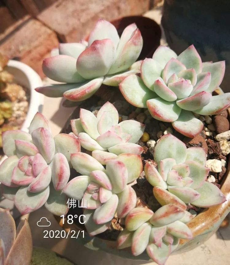 一杯清茶一道暖阳,一杯清茶温暖的时光