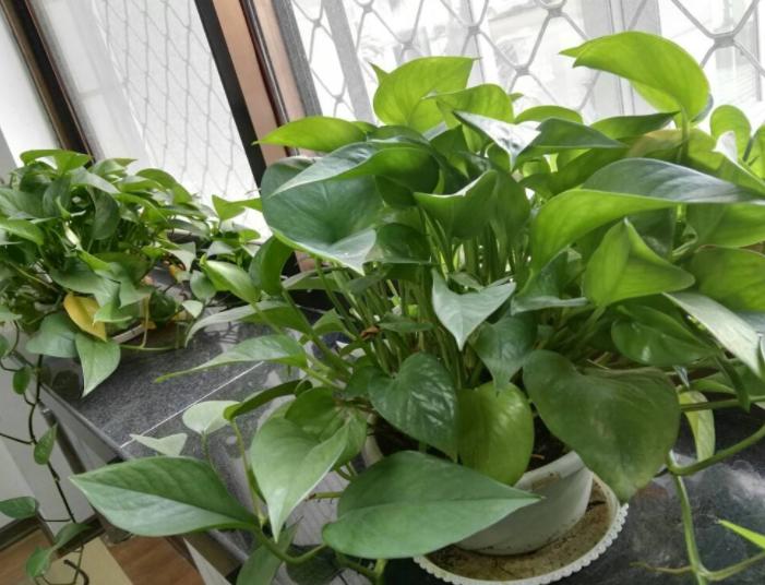 绿萝叶子黄了可以加阿斯匹林吗,绿萝黄叶用阿司匹林可以吗