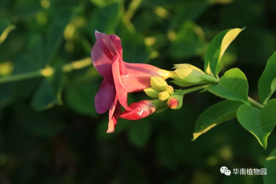 秋日识花:可爱紫红爱明黄