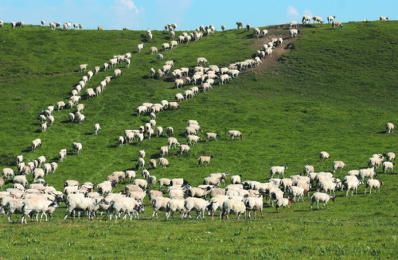 羊群里怎么训练一只领头羊,羊群的领头羊是怎样产生的