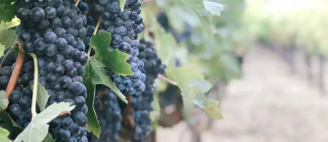 纳帕谷宁夏川波尔多,波尔多纳帕谷