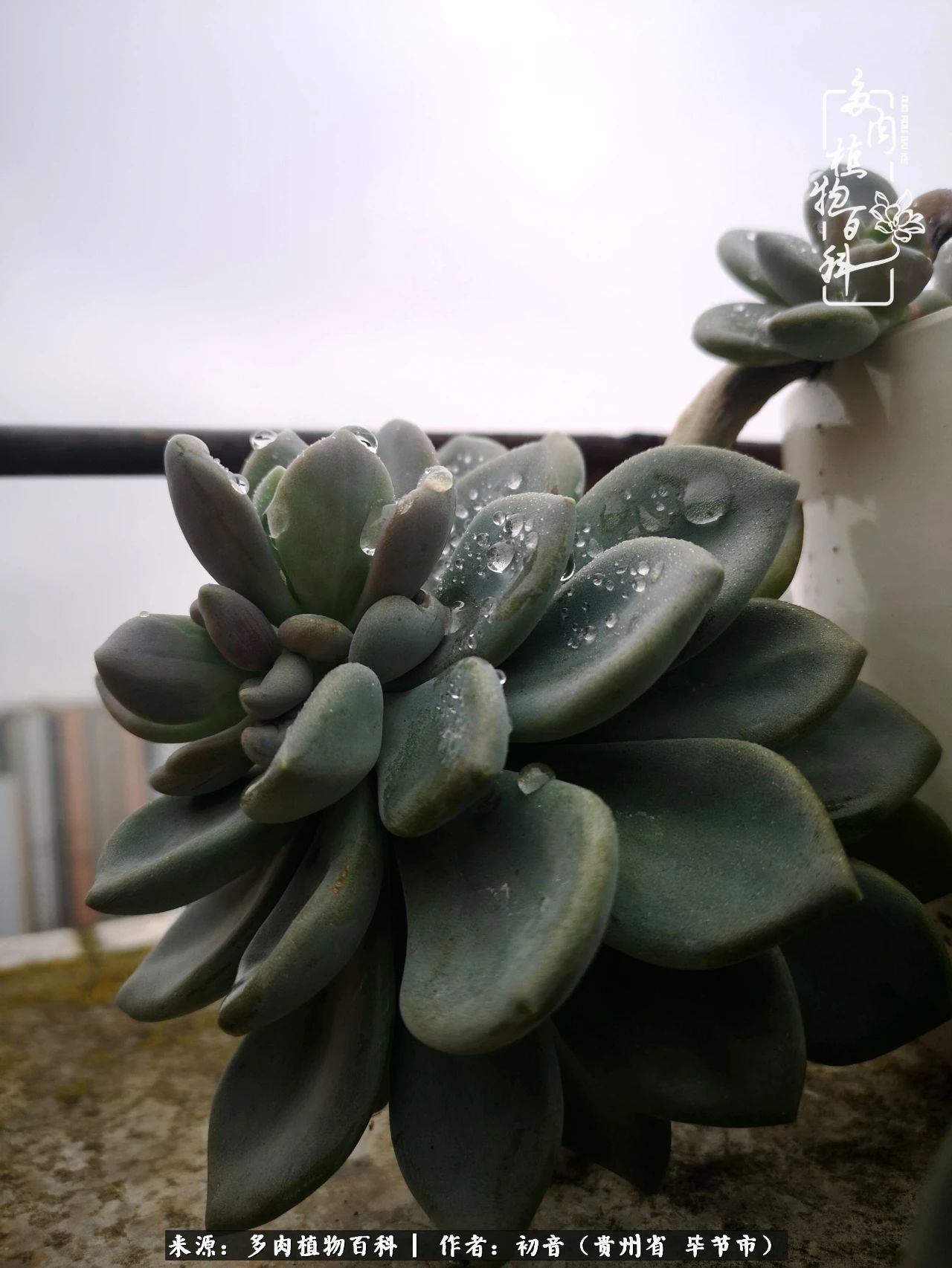 和多肉共度美好时光,与多肉一起成长