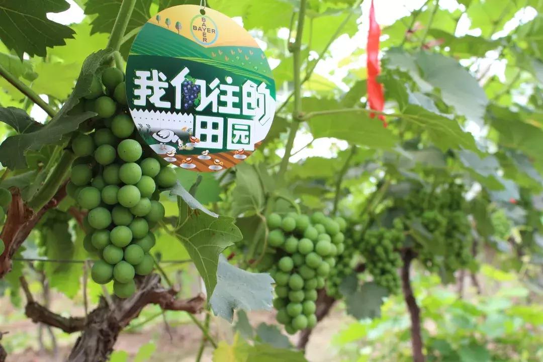 30亩葡萄园农场怎么利润最大化,10亩葡萄园一年能赚多少钱