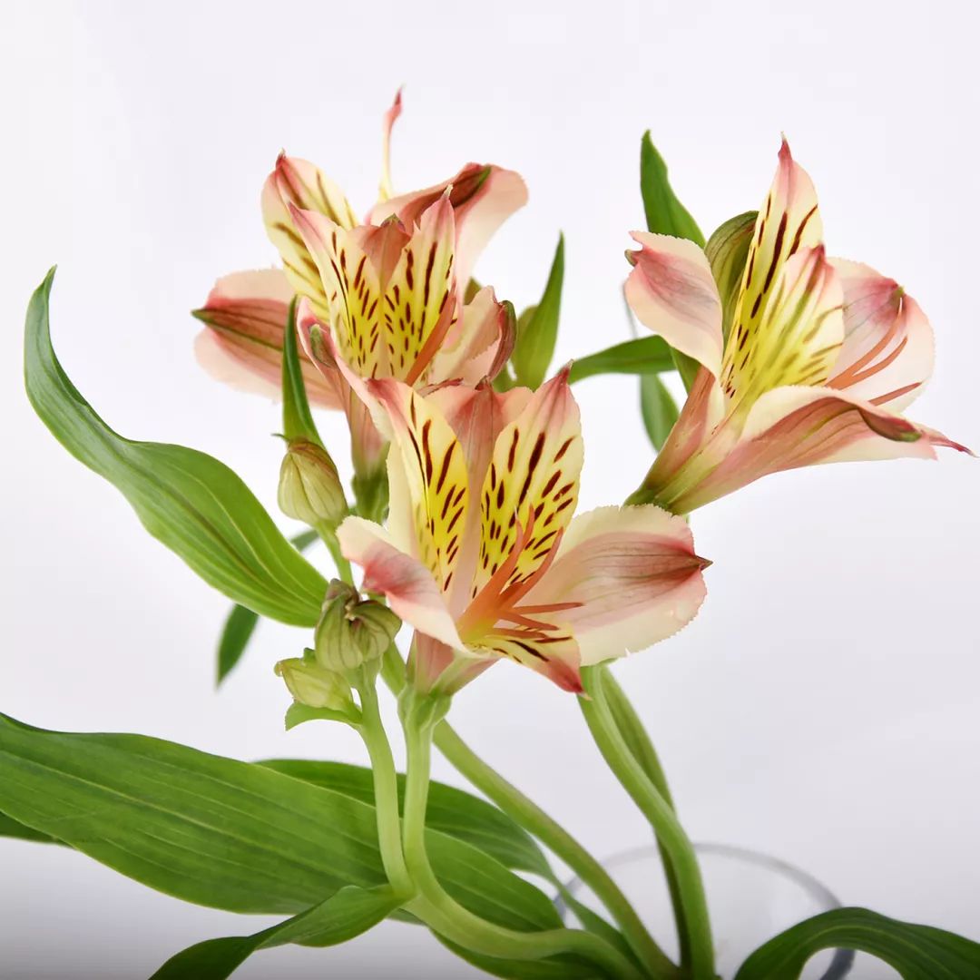 过年家里必摆的九道菜,过年家里摆的喜庆的物件