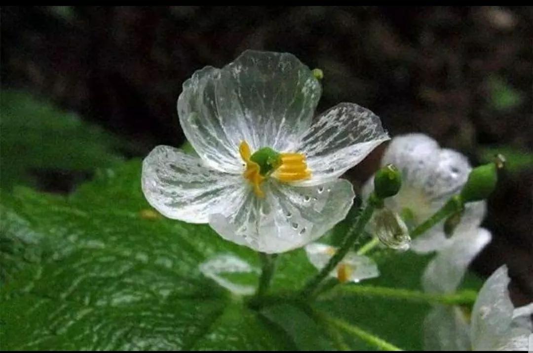 神秘变色花：一下雨就隐形又透明，芳踪难觅！和你捉迷藏的美人花