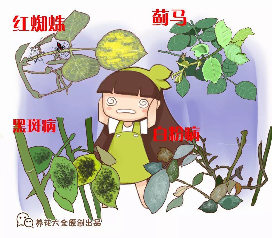 月季常见病害图解,月季枝干高花苞小怎么办