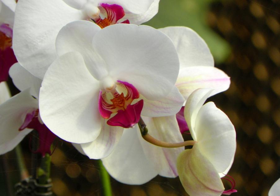 怎么选蝴蝶兰花梗,蝴蝶兰花如何挑选