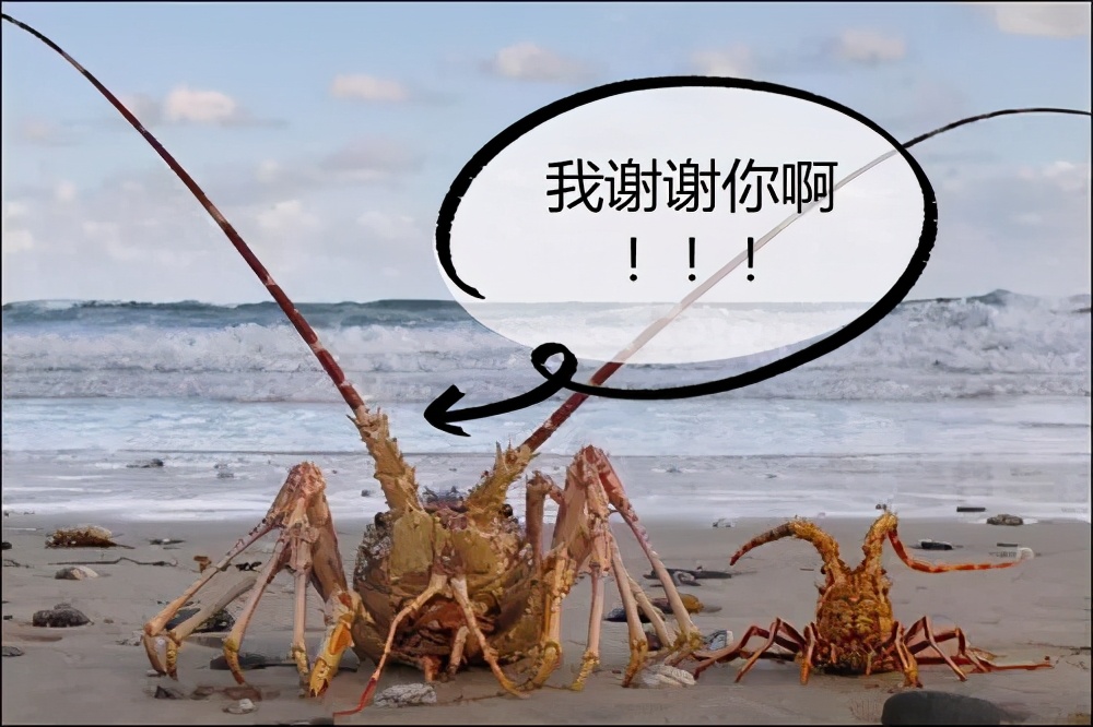 太荒唐！动物也要讲“*权人**”，英国将禁止煮螃蟹，那底层人民呢？