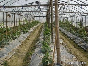 种植节瓜用什么肥才能高产,怎样才能使黄瓜高产多结瓜