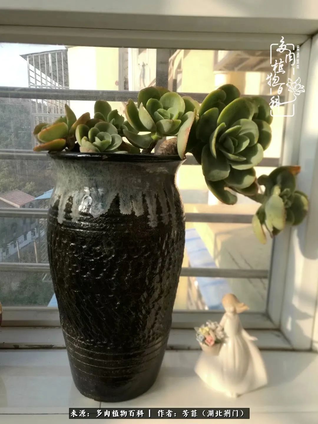 我的桃源：多肉之美，日甚一日，年胜一年