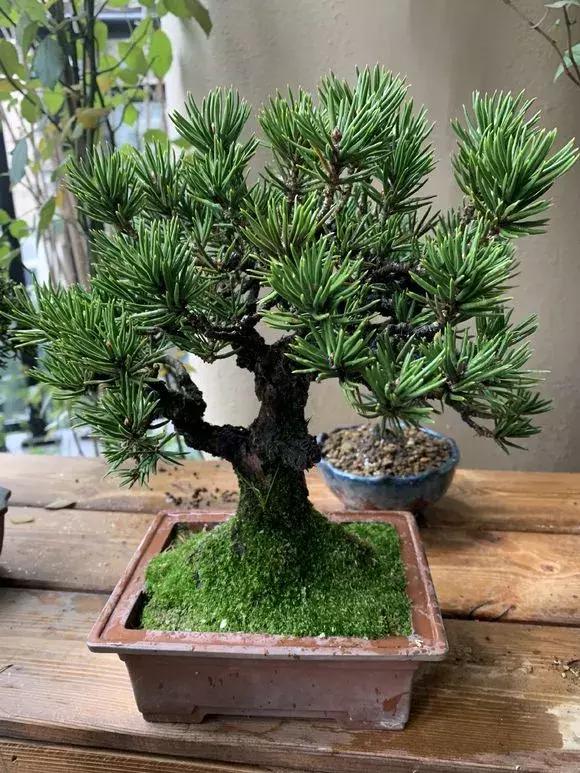 养花需要用到比较贵的东西,养花很贵自己养自己