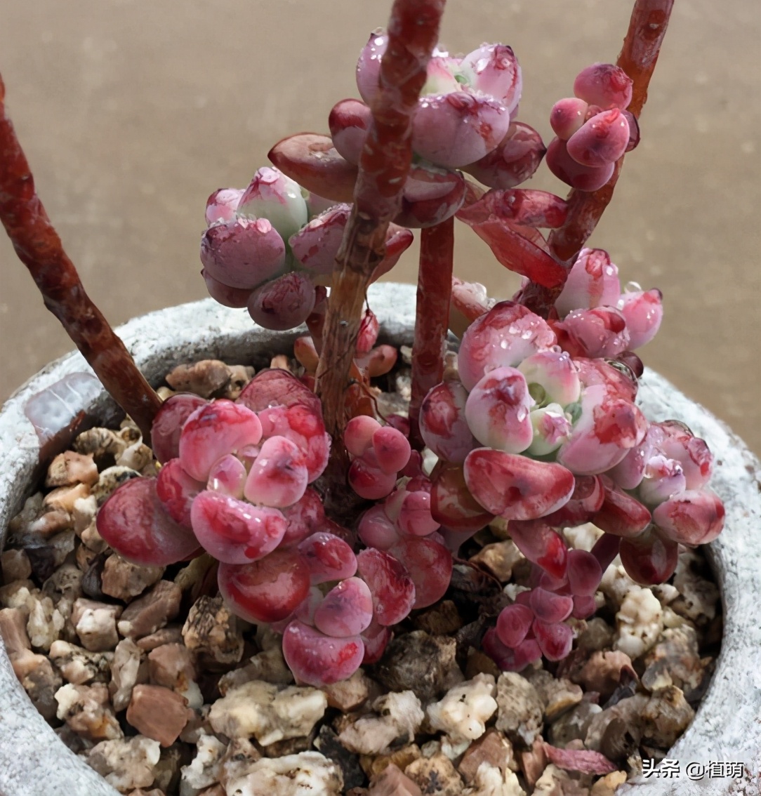 “徒神”多肉汤姆漫画，也有逆袭的一天