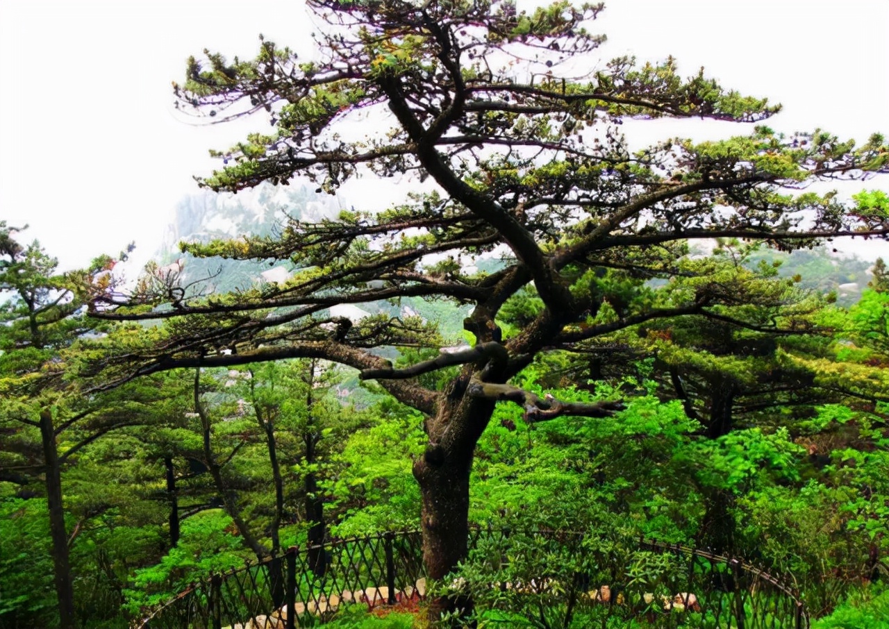 东北山上的一棵松,东北有个树营养价值很高