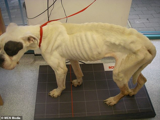 斗牛犬被主人丢弃,曾经被遗弃的斗牛犬