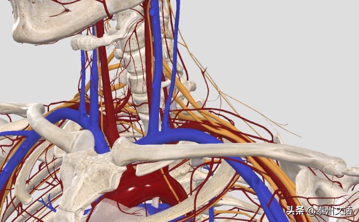 筋膜枪是什么,筋膜枪推荐排行榜前十名