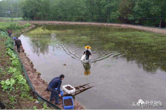 南美白对虾池塘急性倒藻如何处理,池塘倒藻引起氨氮升高怎么处理