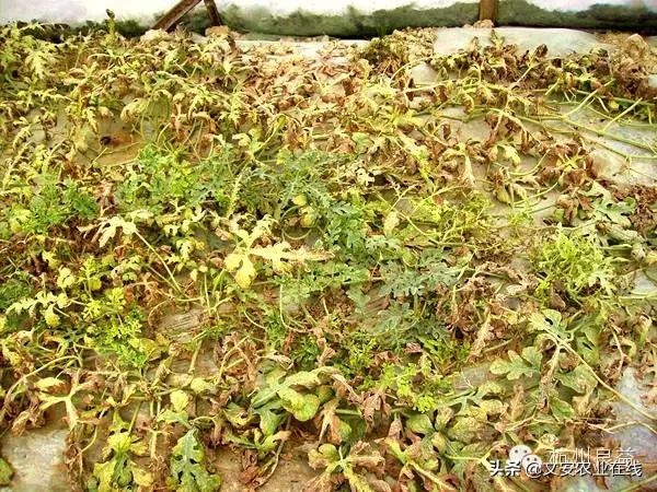 西瓜病虫害防治方法,盆栽西瓜怎么预防虫害