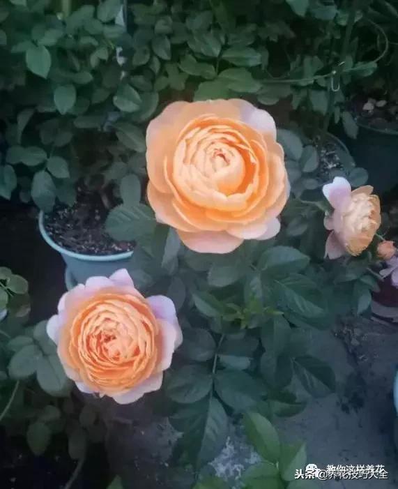 香味最好闻的十种花,一年四季都能闻到香味的四种花